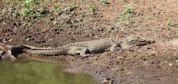 istock Nilkrokodil / Nile crocodile / Crocodylus niloticus 2200241282