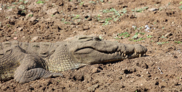 istock Nilkrokodil / Nile crocodile / Crocodylus niloticus 2200242225