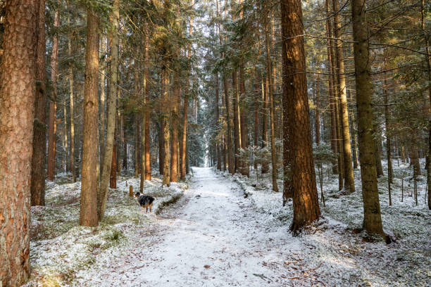 istock Snow Dusted Forest Path with Dog and Sunlight Filtering Through Trees 2200243467