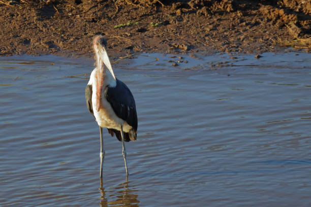 Marabu / Marabou stork / Leptoptilos crumeniferus