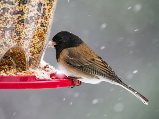 A Dark-Eyed Junco perched on a bird feeder in the snow. In the Willamette Valley of Oregon. Has a soft, defocused background.