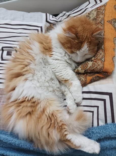istock Cute domestic red kitten sleeping 2200244451