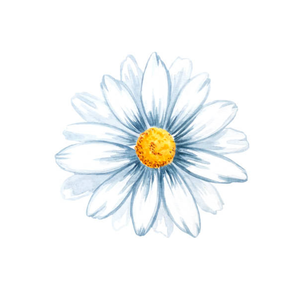 istock Chamomile, daisy, petal, bud watercolor set illustration isolated white background. Hand drawn floral botanical painting. Congratulations, wedding, greeting, invitation card, print 2200244557