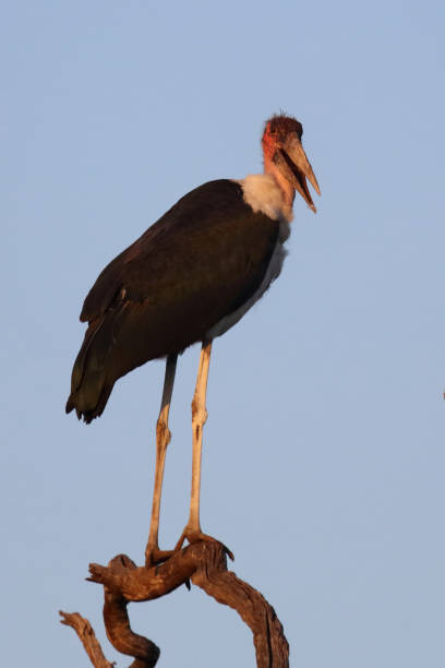 istock Marabu / Marabou stork / Leptoptilos crumeniferus 2200244755