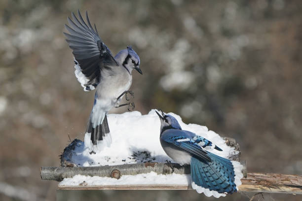 istock Blue Jays in winter 2200245051