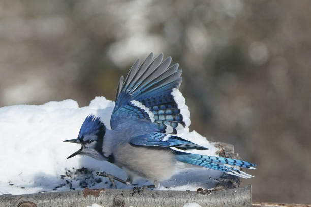 istock Blue Jays in winter 2200245052