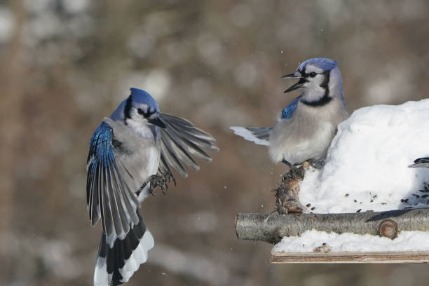 istock Blue Jays in winter 2200245054