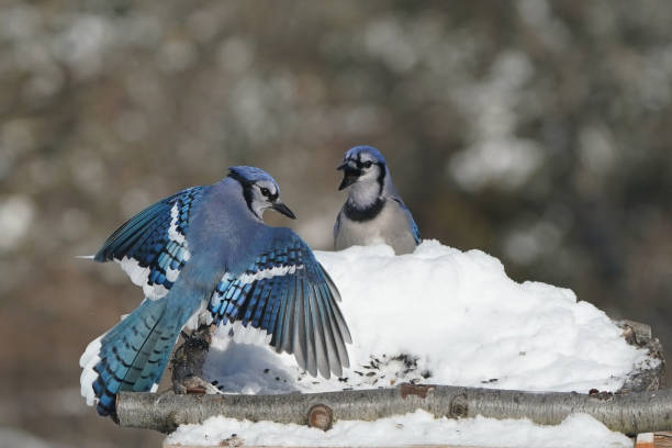 istock Blue Jays in winter 2200245058