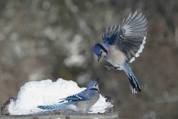 istock Blue Jays in winter 2200245060