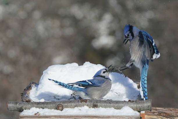 istock Blue Jays in winter 2200245070