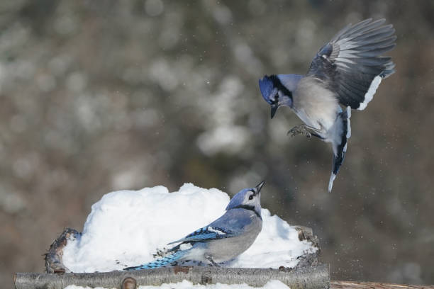 Blue Jays in winter