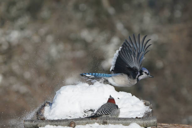 istock Blue Jays in winter 2200245075