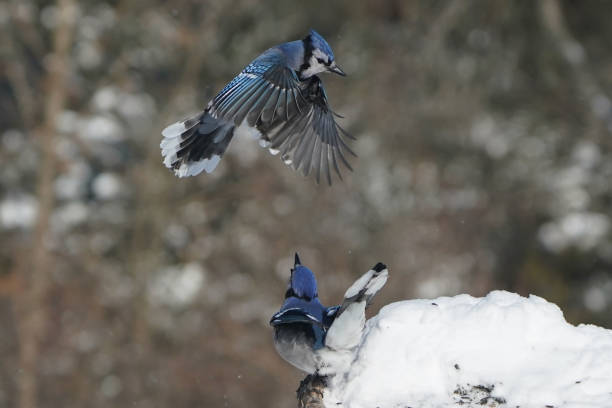 istock Blue Jays in winter 2200245118
