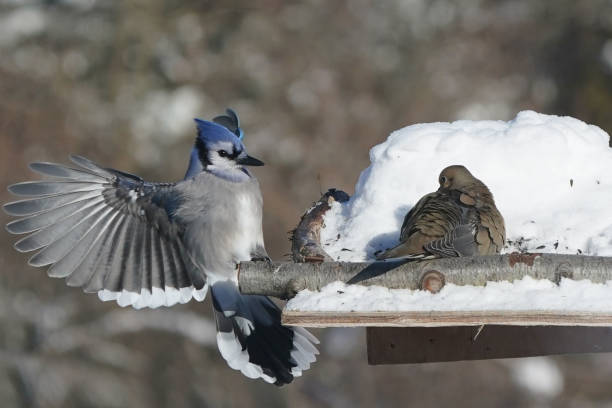 istock Blue Jays in winter 2200245135
