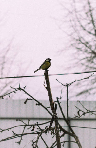 istock bird on top of a tree 2200245185