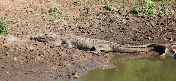 istock Nilkrokodil / Nile crocodile / Crocodylus niloticus 2200246719