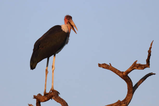 istock Marabu / Marabou stork / Leptoptilos crumeniferus 2200247018