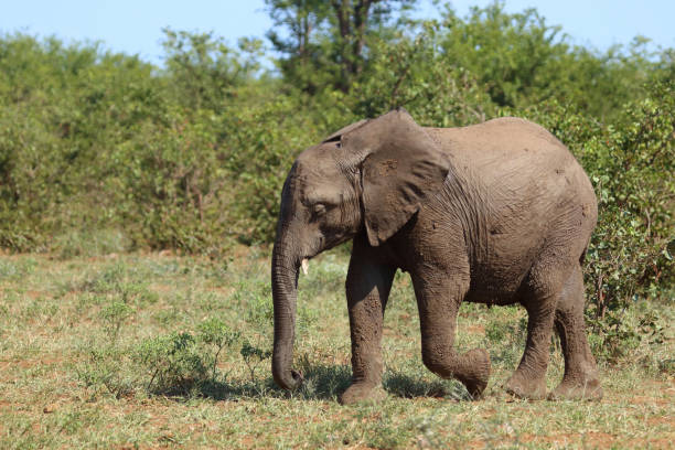 istock Afrikanischer Elefant / African elephant / Loxodonta africana 2200247702