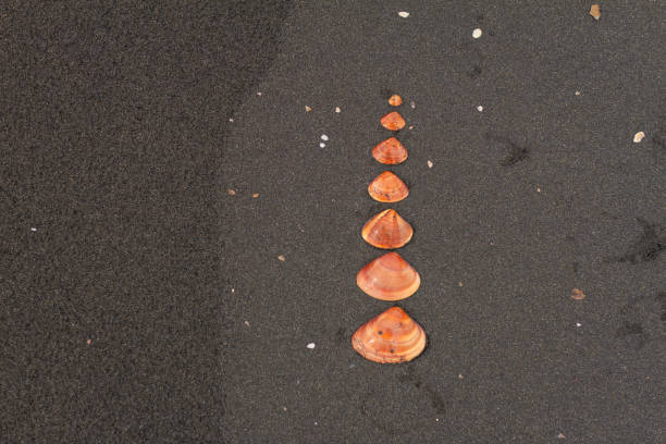 Red seashells arranged in symmetrical gradient pattern on black volcanic sand highlighting natural textures. Organic composition blending with fine dark grains forming an artistic coastal display. Captured in Taiwan, Asia.