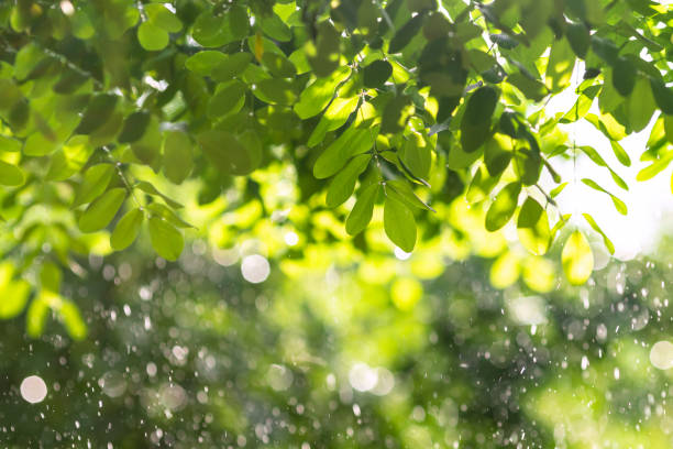 Green natural background with raindrops and sunlight shining brightly.