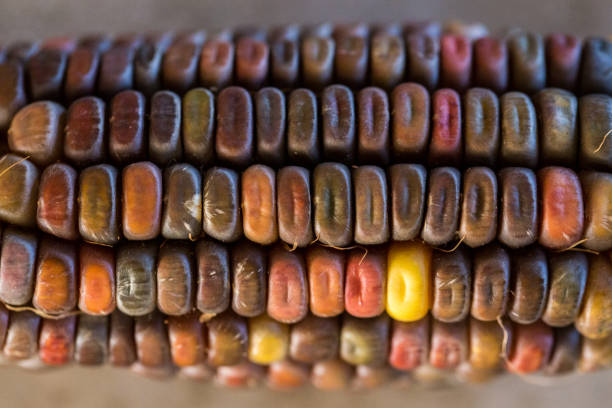 Maize/corn (Zea mays) is a tall stout grass that produces cereal grain. It was domesticated by indigenous peoples in southern Mexico about 9,000 years ago from wild teosinte.There are varieties of maize that are given in each locality, also called native or criollo maize. These maizes have developed appropriate characteristics to the environment where they grow, therefore, they can hardly grow well in places outside the region.