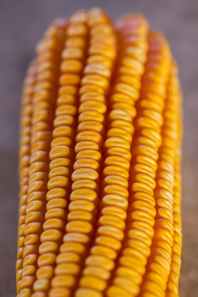 Maize/corn (Zea mays) is a tall stout grass that produces cereal grain. It was domesticated by indigenous peoples in southern Mexico about 9,000 years ago from wild teosinte.There are varieties of maize that are given in each locality, also called native or criollo maize. These maizes have developed appropriate characteristics to the environment where they grow, therefore, they can hardly grow well in places outside the region.