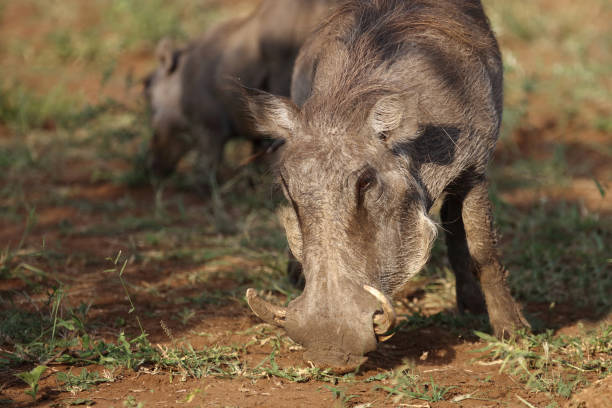 Warzenschwein / Warthog / Phacochoerus africanus