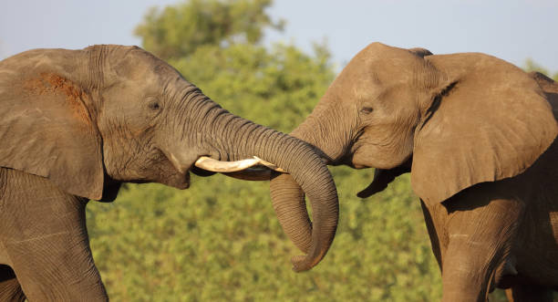 istock Afrikanischer Elefant / African elephant / Loxodonta africana 2200253621