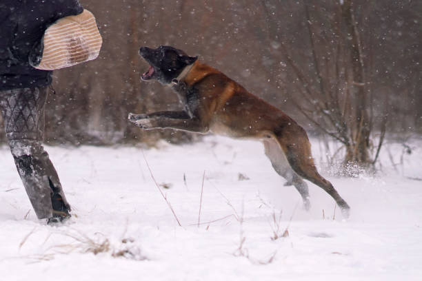 istock Belgian Shepherd dog Malinois attacking the decoy to bite a special soft sleeve during the protection training time outdoors in winter 2200253872
