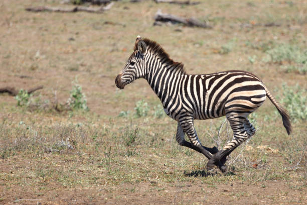 Steppenzebra / Burchell's zebra / Equus quagga burchellii