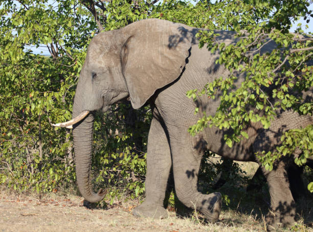 istock Afrikanischer Elefant / African elephant / Loxodonta africana 2200254684