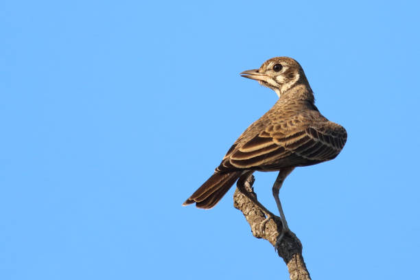 istock Drossellerche / Dusky lark / Pinarocorys nigricans 2200255031