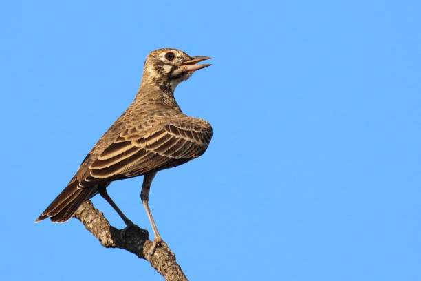 istock Drossellerche / Dusky lark / Pinarocorys nigricans 2200255555