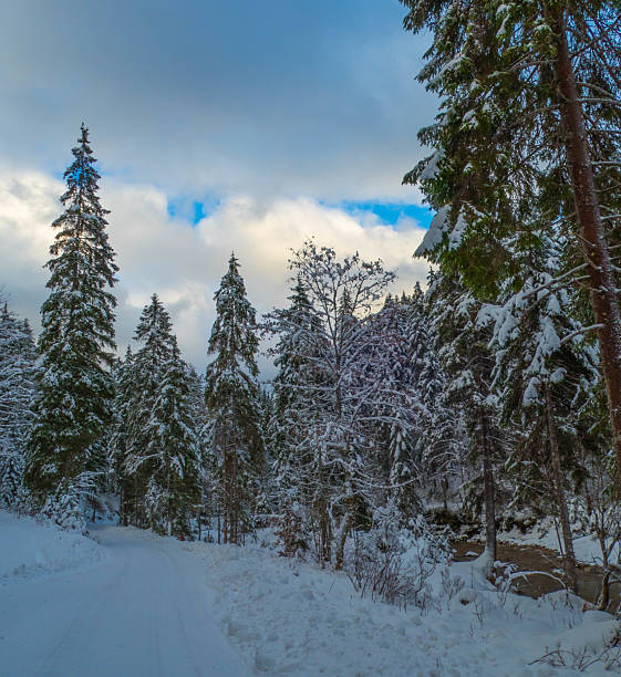 istock Forest in sunny Winter Landscape 2200256084