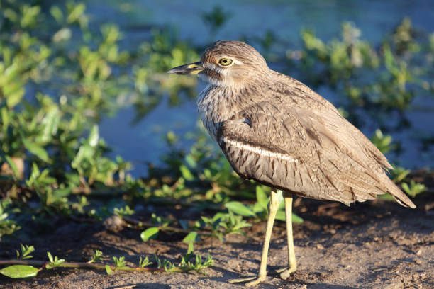 istock Wassertriel / Water thick-knee / Burhinus vermiculatus 2200256410