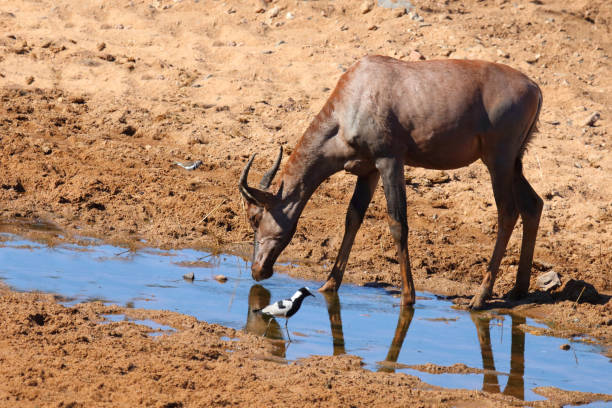istock Leierantilope oder Halbmondantilope / Common tsessebe / Damaliscus lunatus 2200256568