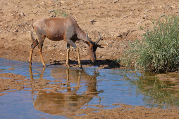 istock Leierantilope oder Halbmondantilope / Common tsessebe / Damaliscus lunatus 2200256679
