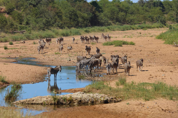istock Steppenzebra im Tsendze River/ Burchell's zebra in Tsendze River / Equus quagga burchellii 2200256844