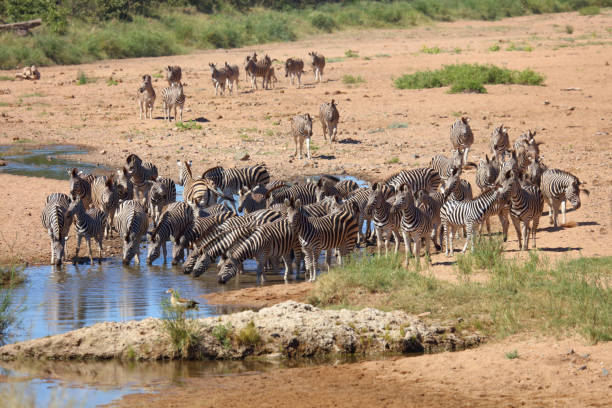 istock Steppenzebra im Tsendze River/ Burchell's zebra in Tsendze River / Equus quagga burchellii 2200256884