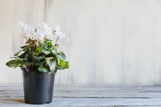 istock Potted white cyclamen in a flower pot on a white table with blurred background 2200257031