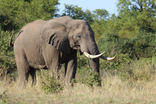istock Afrikanischer Elefant / African elephant / Loxodonta africana 2200257278