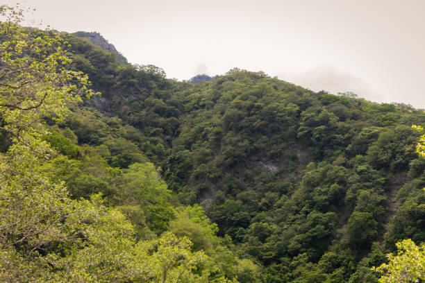 Small hidden waterfall trickles down steep mountainside, blending into dense green foliage of untouched forest, creating a serene and secluded natural wonder. Captured in Taroko National Park, Taiwan, Asia