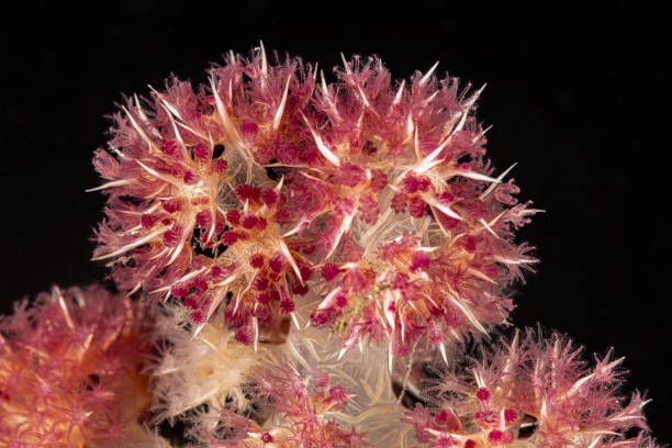 Close-up of Red Dendronephthya sp. Soft Coral, Lembeh Strait, Indonesia