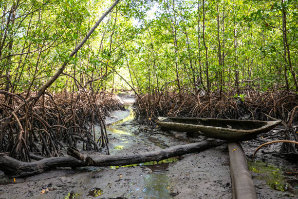 istock Mangrove at Bainema beach. Boipeba Island, Cairu municipality, Bahia state (Brazil) 2200259521