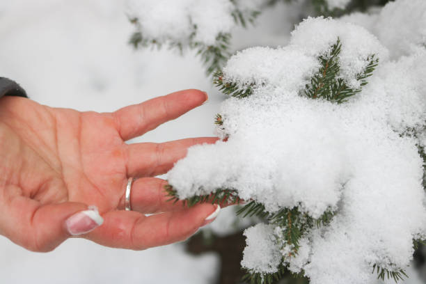 istock Female hand holding a branch with snow 2200259954