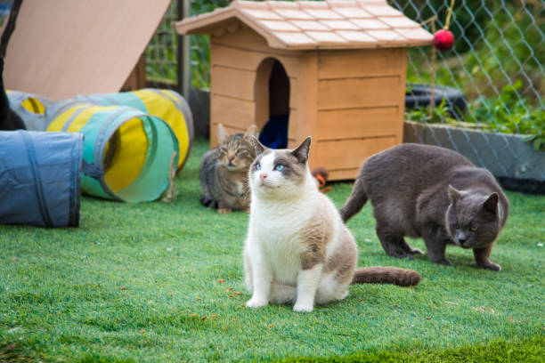 Cats in cat shelter playground.