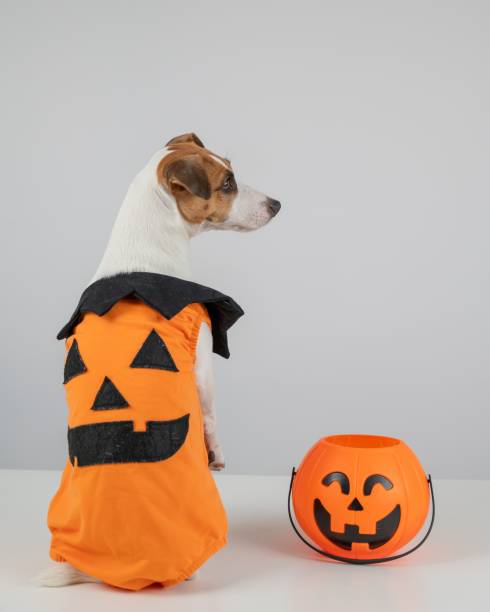 istock Jack Russell Terrier dog dressed as pumpkin next to candy basket on Halloween. 2200264963
