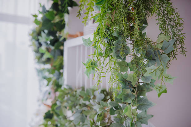 istock Green plants adorn a white shelf in a bright indoor space 2200270056