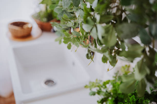 istock Green plants hang above a clean white sink in a bright kitchen setting 2200270146