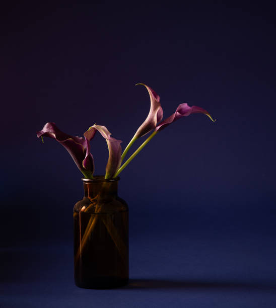 istock purple calla lily in vase on dark background 2200270261